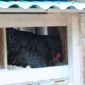 One of our girls demonstrating the nest box.