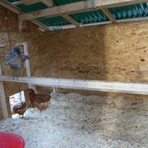 The inside of the big coop, showing the removable roosting bars and the gap in the walls for ventilation.