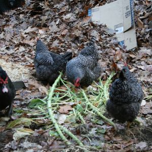 The barred rock girls helping in the garden (cameo of my muscovy drake)