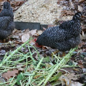 The barred rock girls helping in the garden