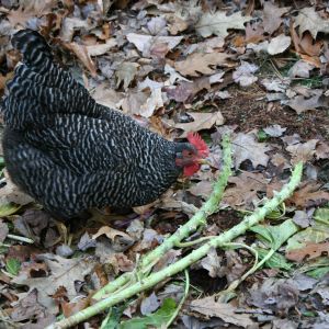 The barred rock girls helping in the garden