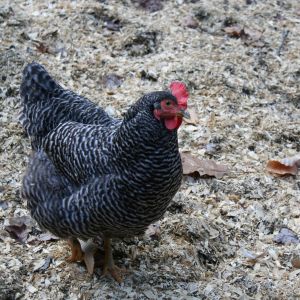 The barred rock girls helping in the garden