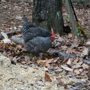 The barred rock girls helping in the garden