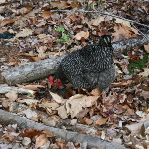 The barred rock girls helping in the garden