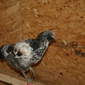 Our Easter Egger cockrel, Rarity