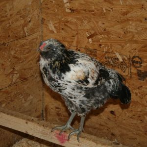 Our Easter Egger cockrel, Rarity