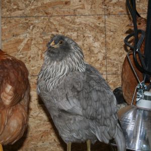 Our little layers, red sex link hens and Easter eggers.  No, the lamp isn't plugged in, I just forgot to put it away.