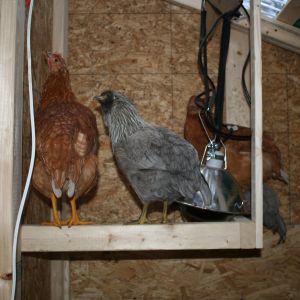 Our little layers, red sex link hens and Easter eggers.  No, the lamp isn't plugged in, I just forgot to put it away.