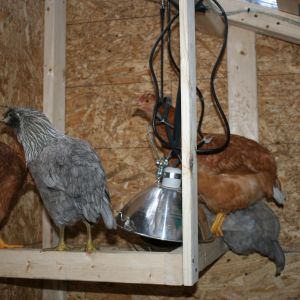 Our little layers, red sex link hens and Easter eggers.  No, the lamp isn't plugged in, I just forgot to put it away.
