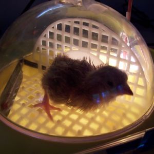 Emergency care for Saran Wrap...who got shrink wrapped in her membrane when I rescued her sister from falling out of the nest and getting chilled...I disturbed mom at the wrong time!