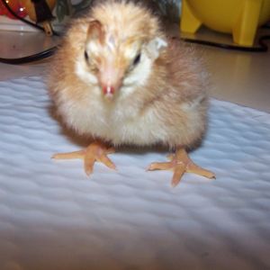 Poor little Saran wrap looks so bedraggled after being picked out of her dried shell. Touch and go for a few days after TLC, she is now a very vibrant and healthy hen.