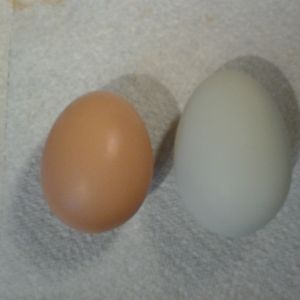 on the left is my black sex link's third egg and the right, my easter egger ameraucana's first egg