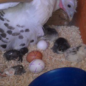 They are hatching!
