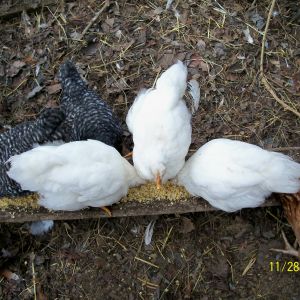 Blosl/XW cross WR pullets, 9 wks old.