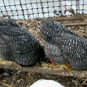 Blosl WR sire, hatchery mutt BA hen.  These pullets are 9 wks old.