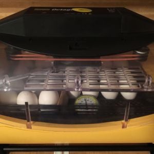 My new Octagon 20 Eco Incubator with some silver spangled hamburg eggs.