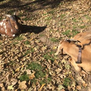 2 of our goats taking a break from eating.