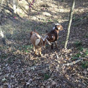 The goats took a little adventure through the woods.