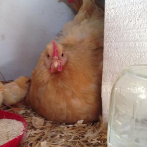 These two hens are inseparable, even buddying up on brooding.
