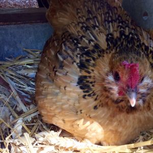 .......well...can I?