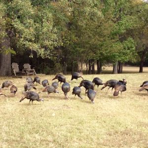 Wild turkeys like to drop by coop/run for afternoon tea and chat!