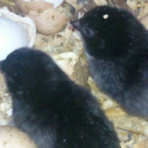 Olivia hatched out eggs from Nan's coop!