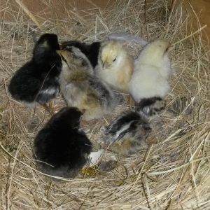Millie's hatched chicks!!