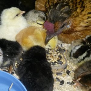 Millie teaching her chicks to eat and drink