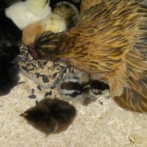 Teaching chicks