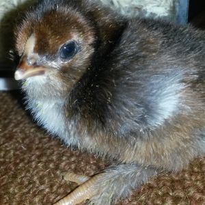 Single pic of one of Millie's chick!!