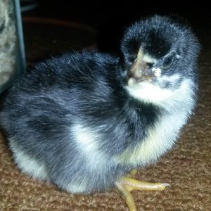 Single pic of one of Millie's chick!!
