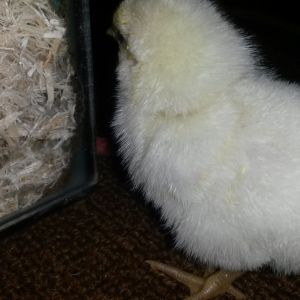 Single pic of one of Millie's chick!! oOOPSIE