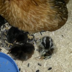 Millie and her chicks