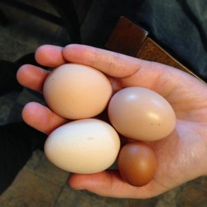 Egg variations among our flock.