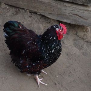 Crush my favorite rooster..R.I.P.