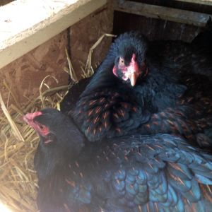Battles over the nest boxes, the girl in back is broody and sitting on everything she can.