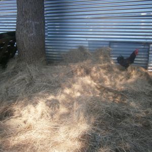 Blackie digging in the hay!