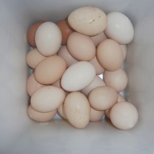 Some of the eggs I got to day (2014/12/02)