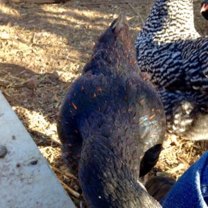 Love the Dark Cornish coloring and feather patterns.