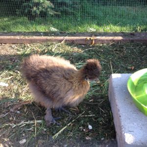 The little girl silkie