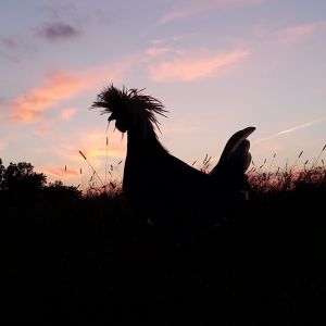 one of our Polish roosters watching the sunset!