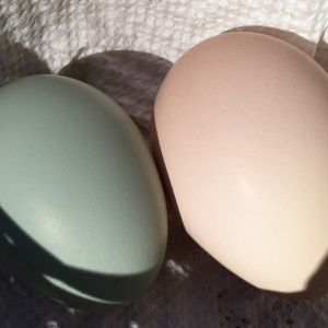AppleMark

Cream Legbar egg with Black Australorp egg