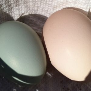 AppleMark

Cream Legbar egg with Black Australorp egg