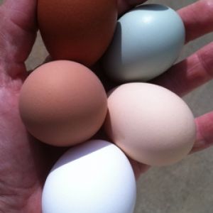 AppleMark

Black-Copper Marans, Cream Legbar, Buff Orpington, Black Australorp and white store-bought egg