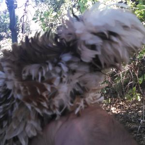 Polish Frizzle the only one this color in the world that I know of what a sweet bird