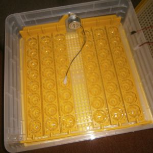 Bottom tray with egg turner