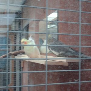 Cockatiels and the 'mirror' syndrome