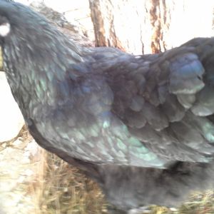 Black Wyandotte