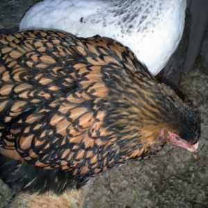 Golden Laced Brahma & Old Delaware