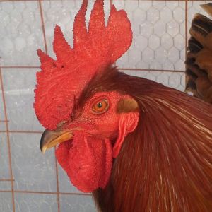 George  the Rooster  !